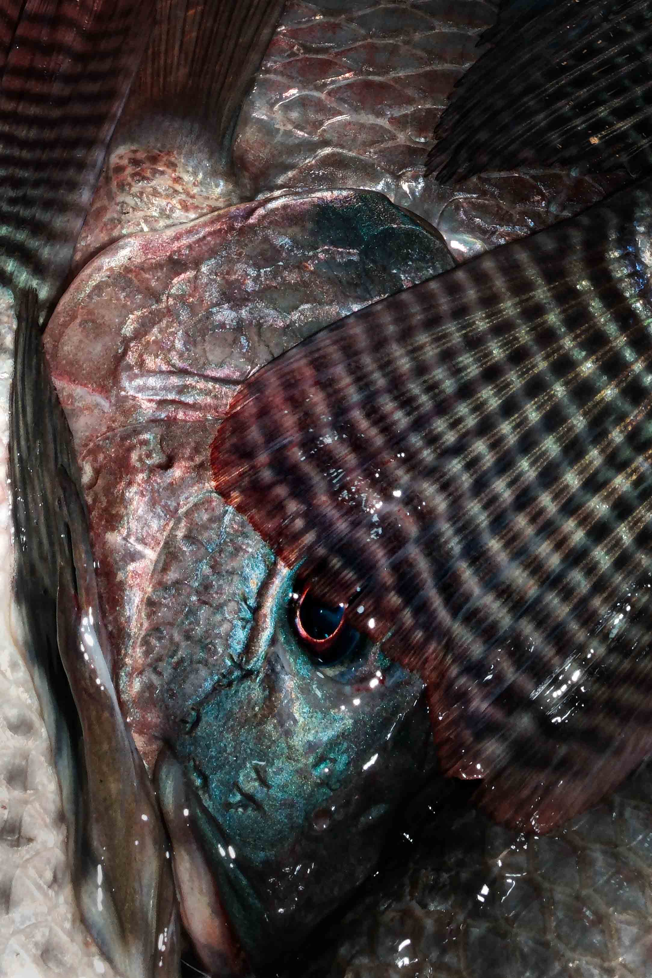 Bangkok Night photograph 22