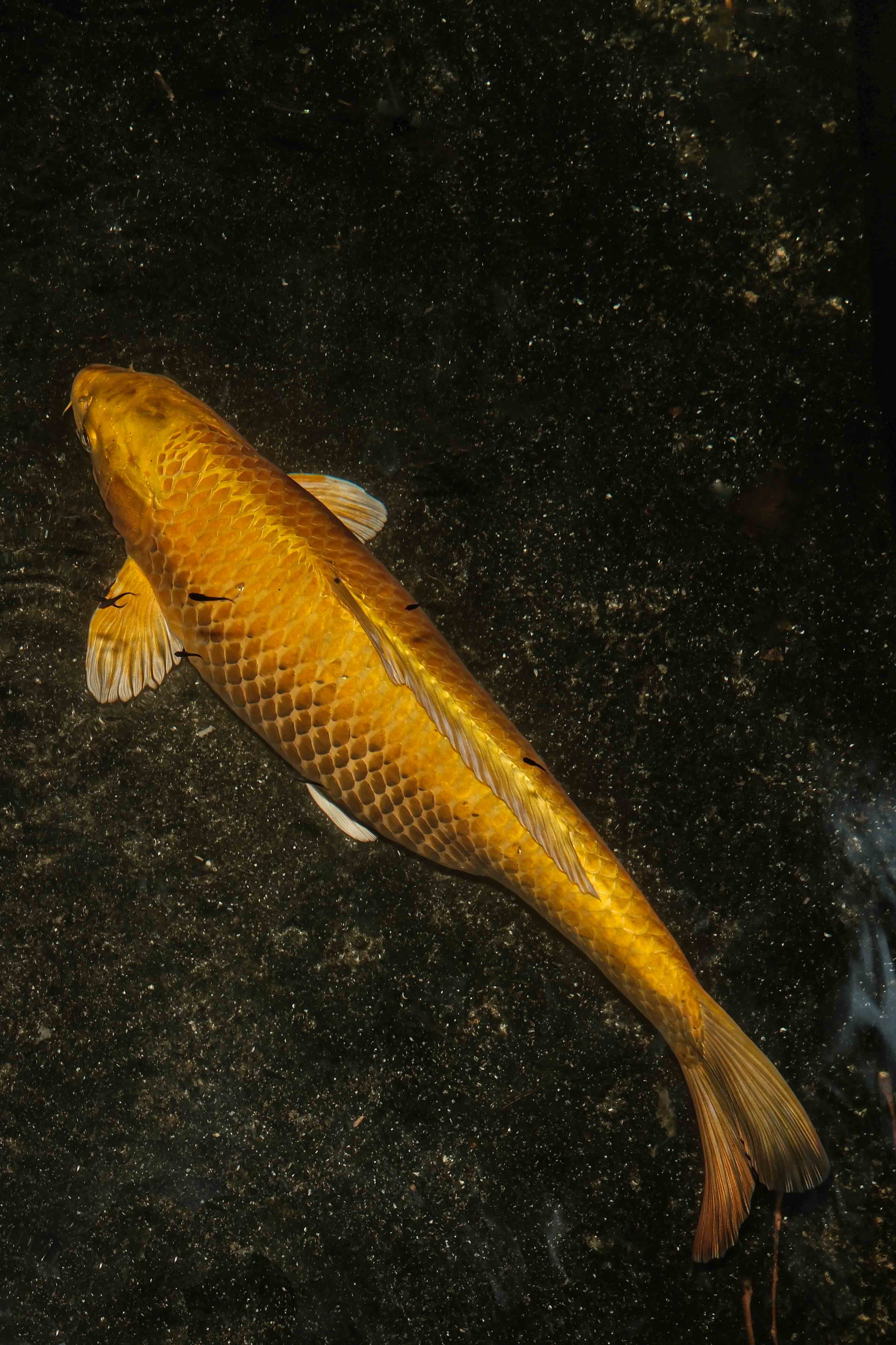 Bangkok Night photograph 29