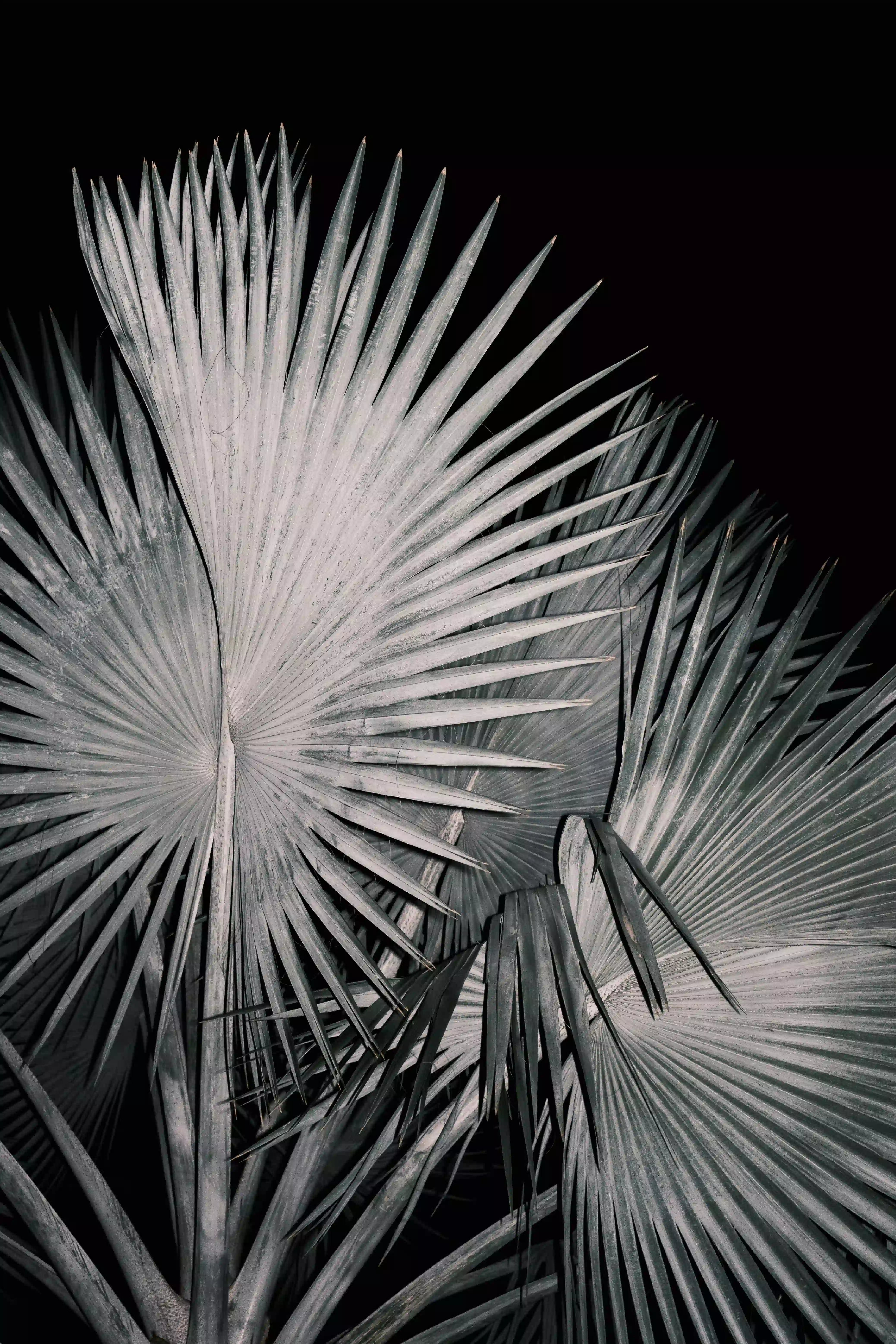 Gallery image for Bangkok Night