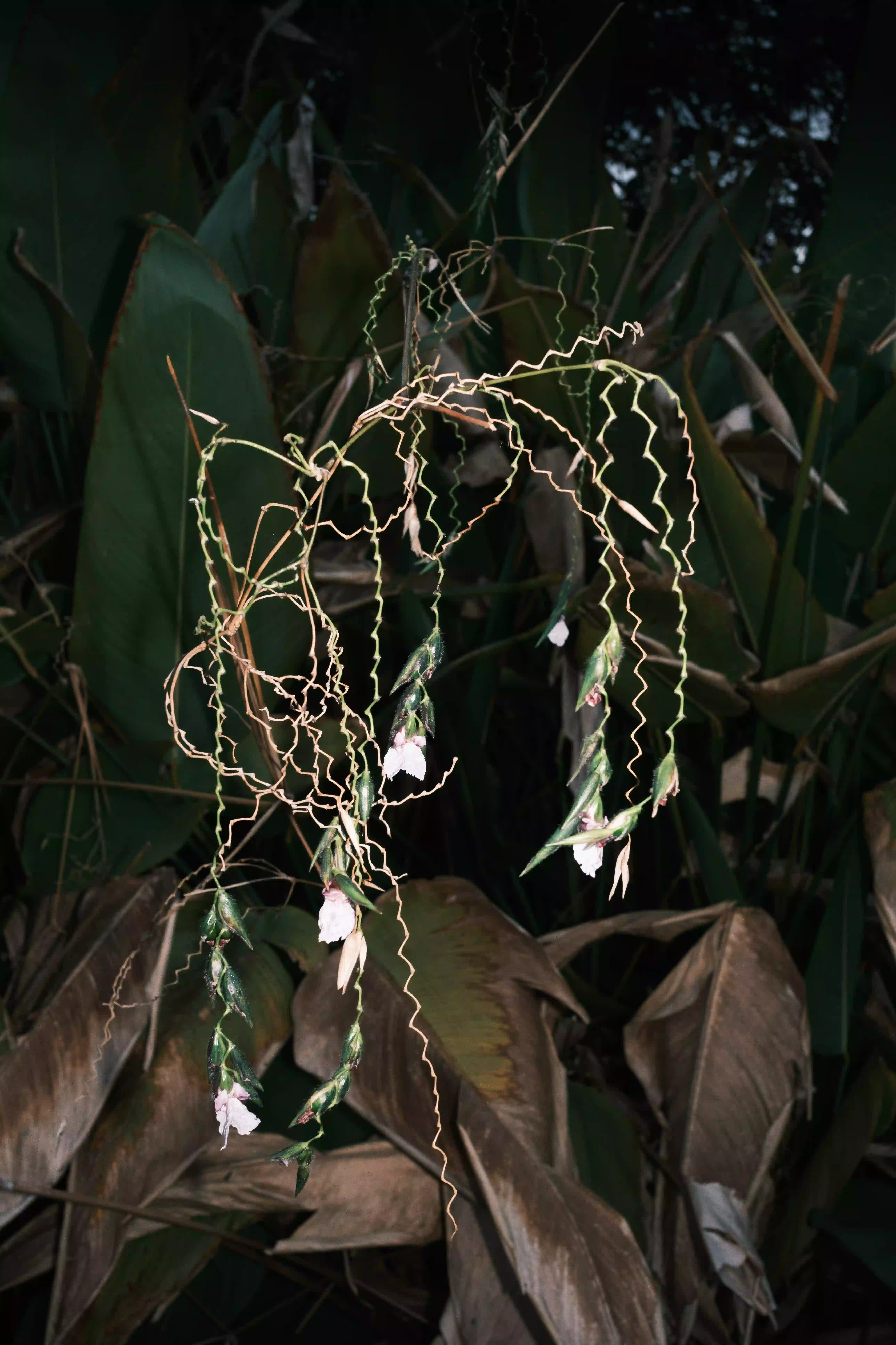 Gallery image for Bangkok Night