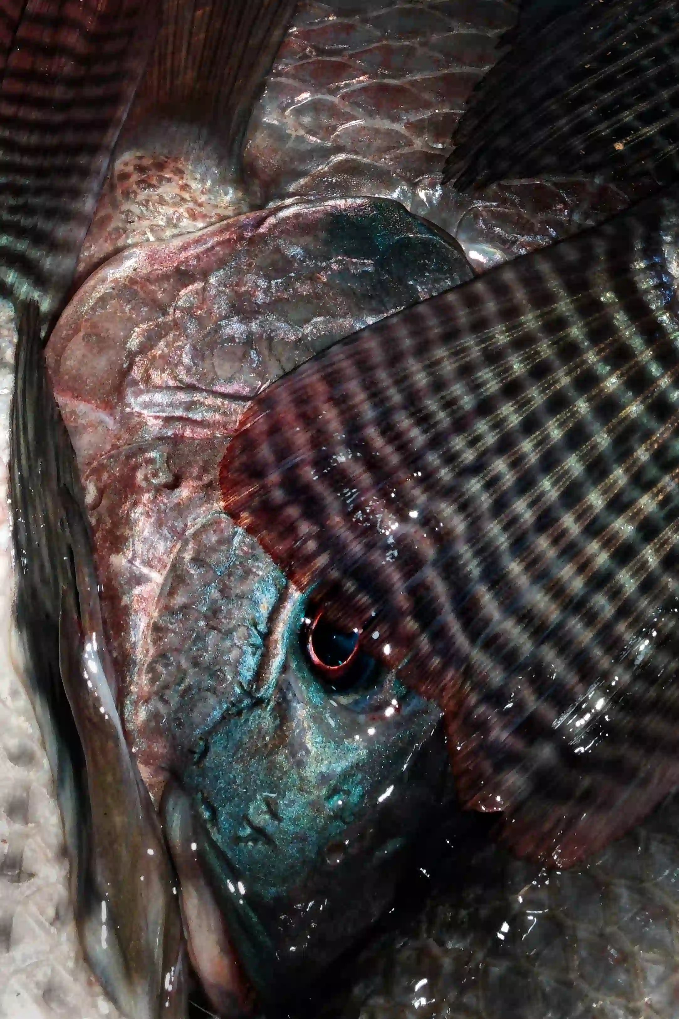 Gallery image for Bangkok Night