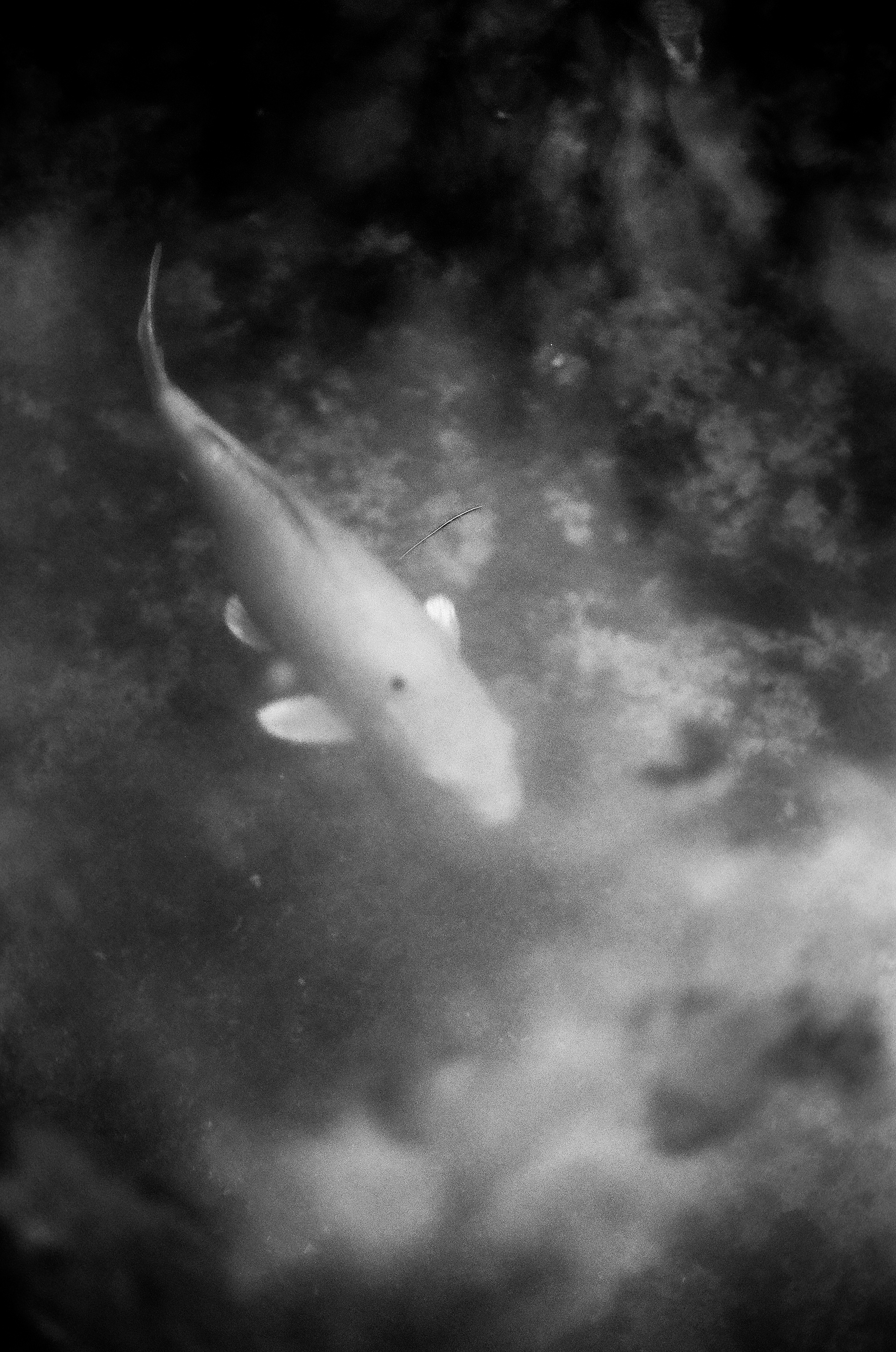 Berlin Double Expo Series photograph 14