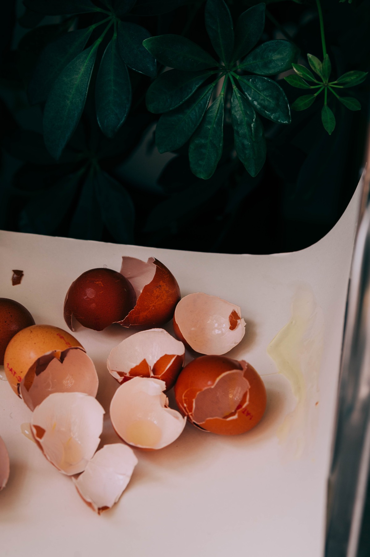 Egg photograph 8