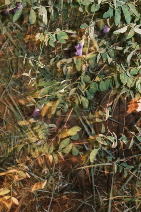 Forest photograph 2
