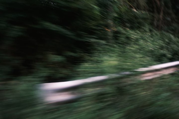 Forest photograph 3