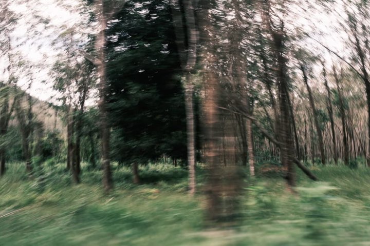 Forest photograph 4