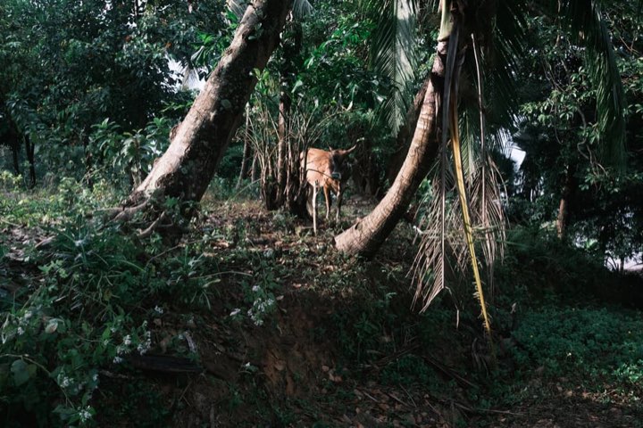 Forest photograph 7